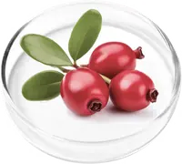 Red bearberry fruit with leaves in a glass dish