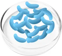 Illustration of Lactobacillus acidophilus probiotic bacteria