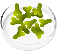 Illustration of Lactobacillus casei probiotic bacteria