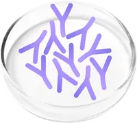 Illustration of Lactobacillus crispatus probiotic bacteria