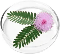 Mimosa pudica leaves and pink flower in a glass dish